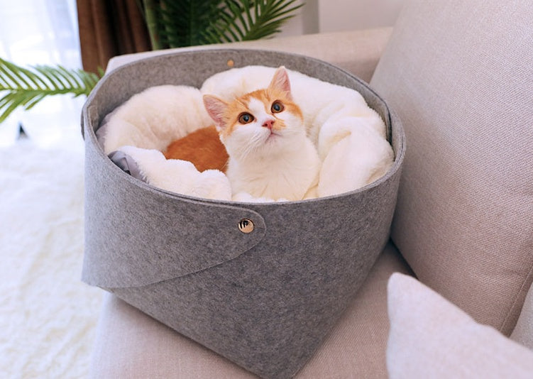 Pet Beds & Comfort